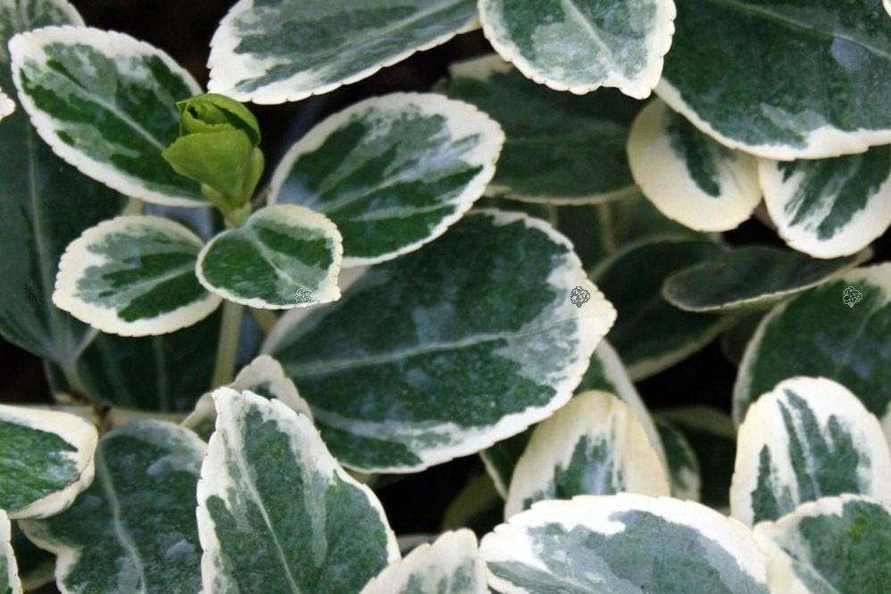 Trzmielina Fortune'a Silver Queen Euonymus fortunei C2
