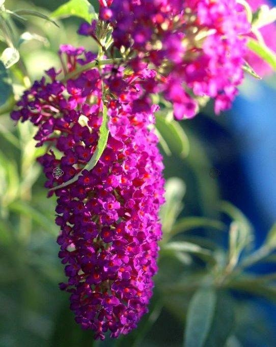 Budleja Davida Nanho Purple Buddleja davidii C2