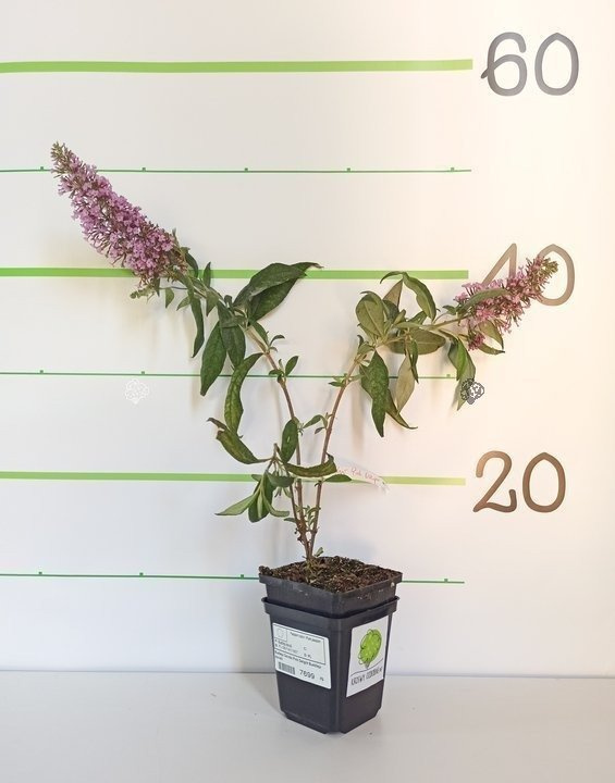 Budleja Davida Pink Delight Buddleja davidii C2
