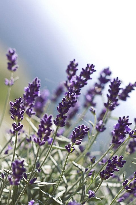 Lawenda pośrednia Pure Platinum Nico Lavandula intermedia P9