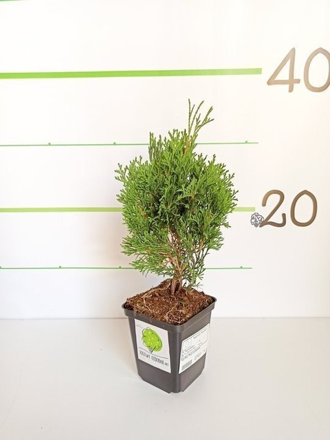 Tuja Miky Thuja occidentalis P9
