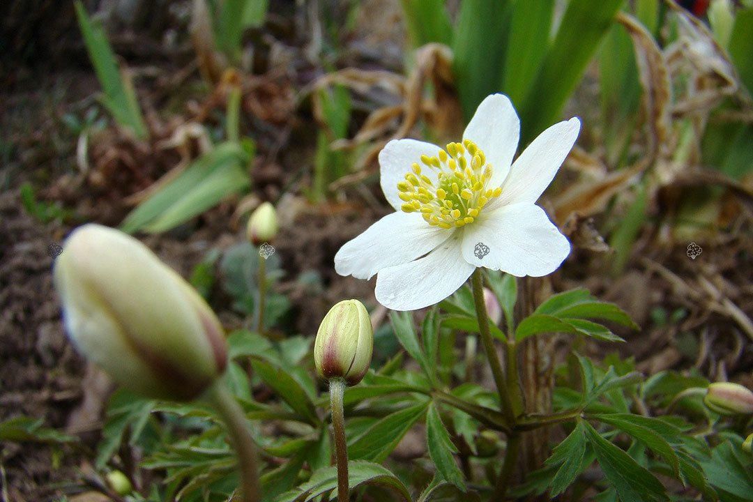 Zawilec wielkokwiatowy Anemone sylvestris P9