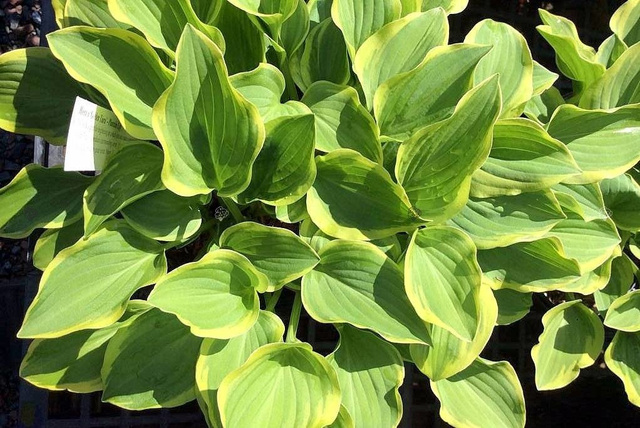 Funkia Golden Tiara Hosta P9