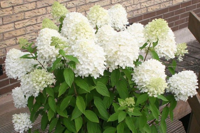 Hortensja bukietowa Magical Sweet Summer PBR Hydrangea paniculata C3