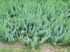 Jałowiec płożący Alpina Juniperus horizontalis C2