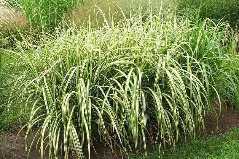 Miskant chiński Condensatus Miscanthus sinensis  C2