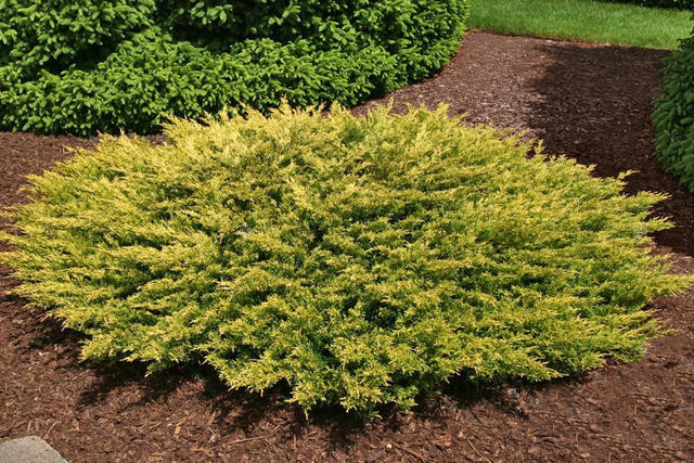Jałowiec płożący Limeglow Juniperus horizontalis C2