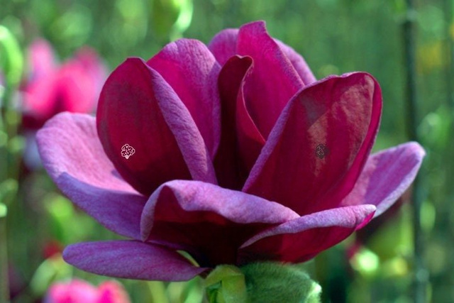 Magnolia Genie PBR Magnolia C2