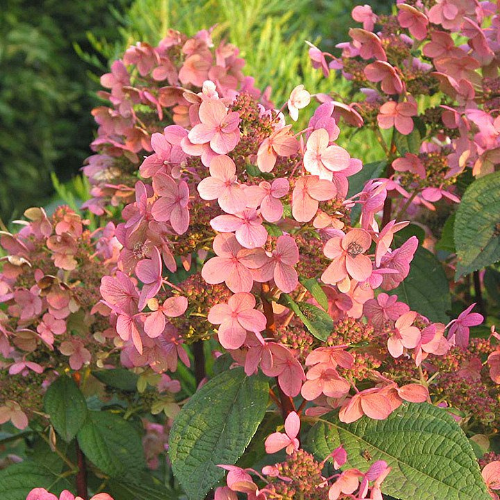 Hortensja bukietowa Early Sensation PBR Hydrangea paniculata C2