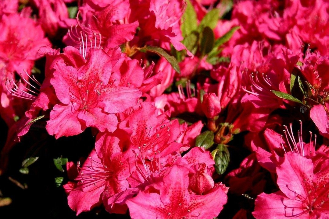 Azalia japońska George Arends Rhododendron obtusum C2