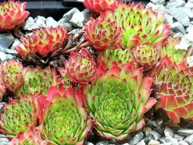 Rojnik Rubicundum Sempervivum P9