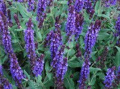 Szałwia omszona Deep Blue Field Salvia nemorosa C2