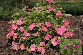 Pięciornik krzewiasty Bellissima PBR Potentilla fruticosa C2