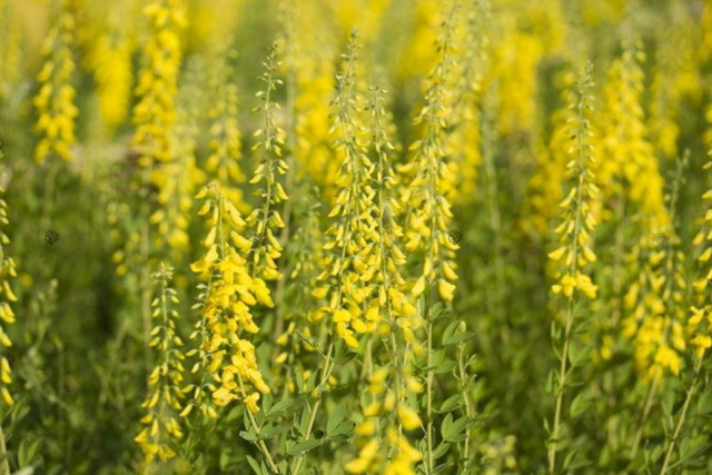Żarnowiec czerniejący Cyni Cytisus nigricans C2