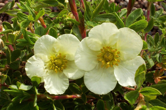 Pięciornik krzewiasty Tilford Cream Potentilla fruticosa P9