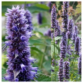 Kłosowiec Black Adder Agastache P9