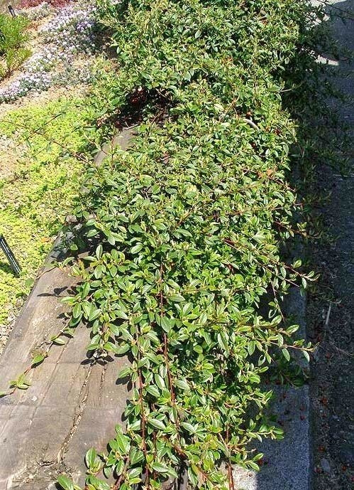 Irga łyżeczkowata Schneider Cotoneaster cochleatus P9