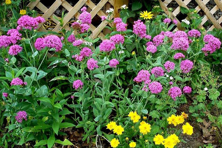 Lepnica wschodnia Silene orientalis P9
