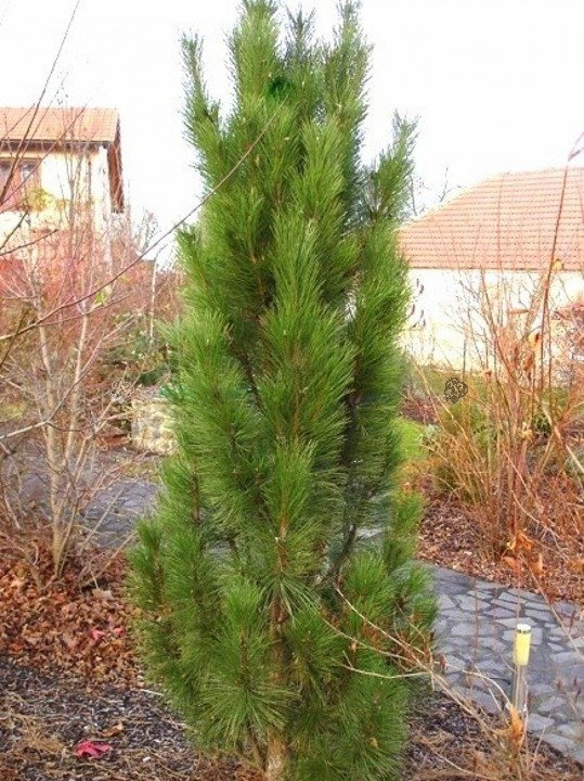 Sosna czarna Pyramidalis Pinus nigra C5