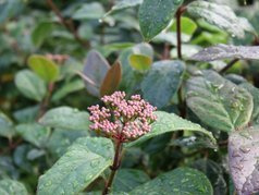 Kalina wawrzynowata Purpureum Viburnum tinus C2