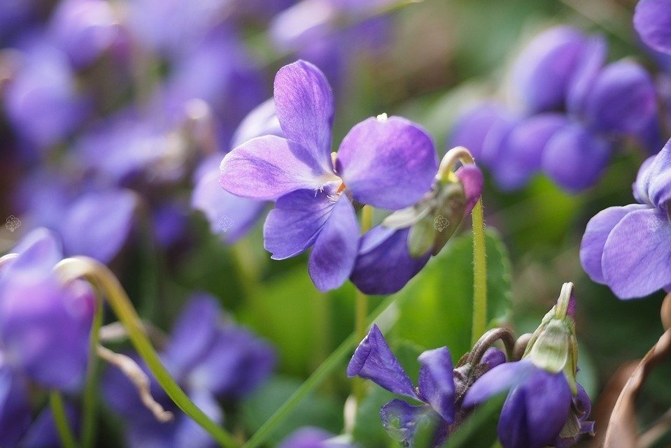 Fiołek wonny Viola odorata P9