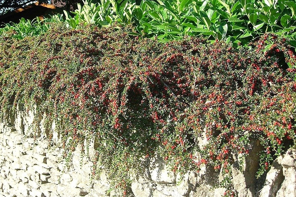 Irga pozioma Cotoneaster horizontalis P9