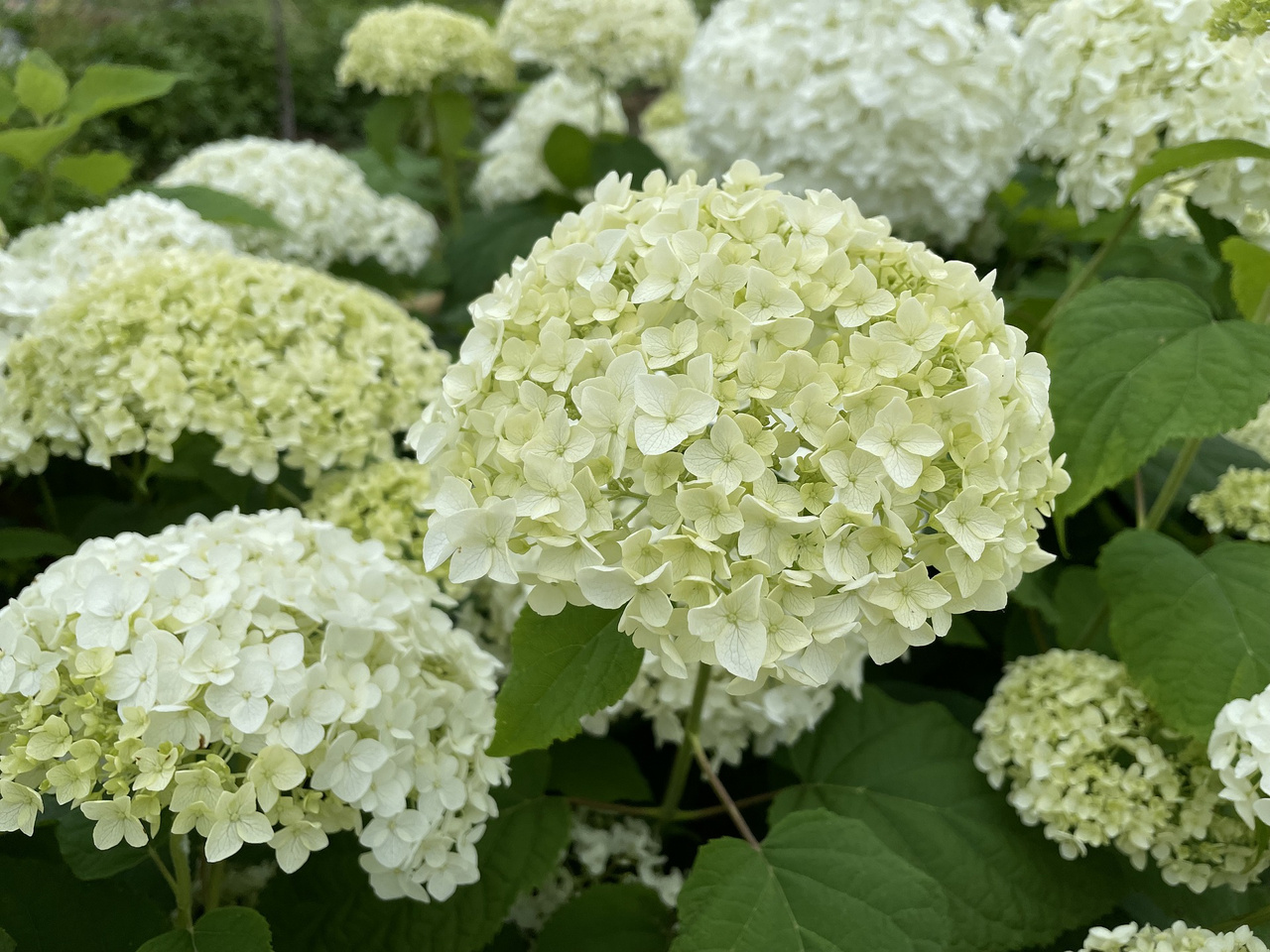 Hortensja drzewiasta Annabelle Hydrangea arborescens