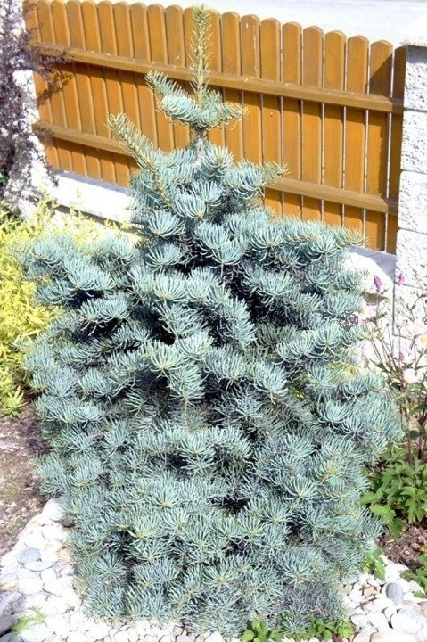 Jodła jednobarwna kalifornijska Compacta Abies concolor C5