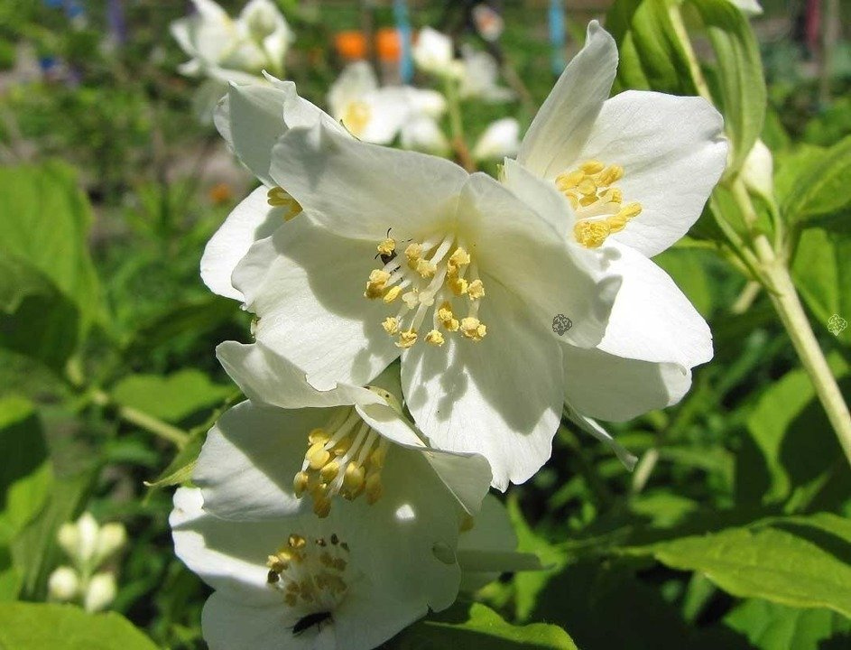 Jaśminowiec Lemoinei Philadelphus