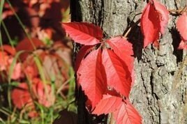 Winobluszcz pięciolistkowy Murorum Parthenocissus quinquefolia C2