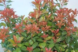 Pieris japoński Little Heath Green Pieris japonica C1,5