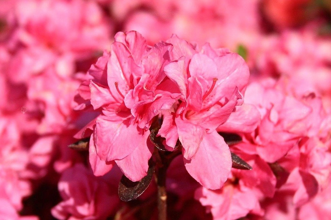 Azalia japońska Rokoko Rhododendron obtusum C2
