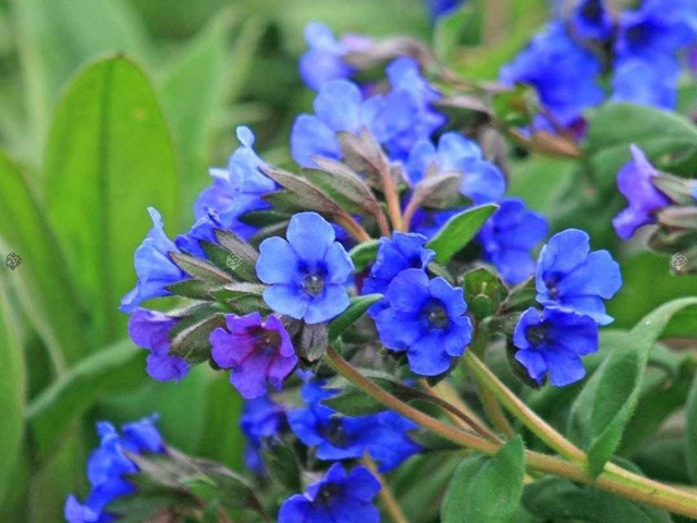 Miodunka Blue Ensign Pulmonaria hybrida P9