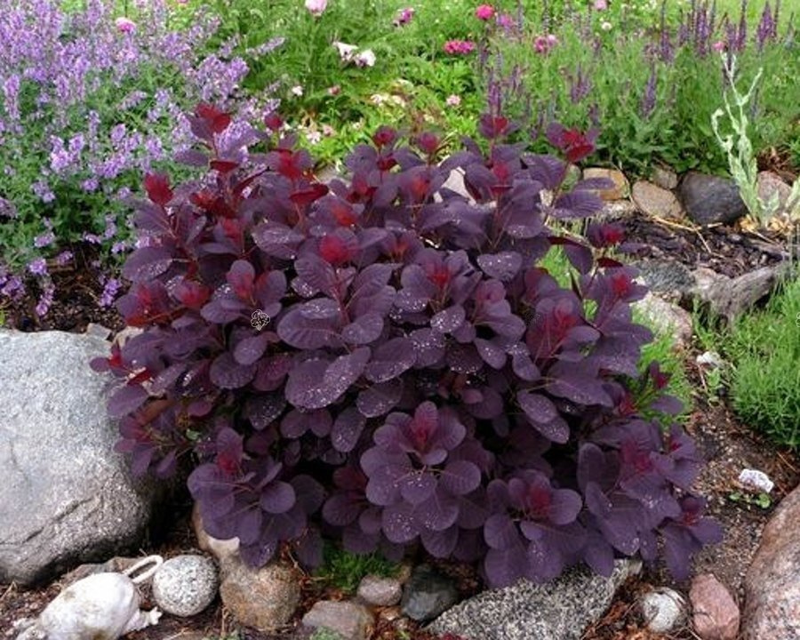 Perukowiec podolski Dusky Maiden PBR Cotinus coggygria C3