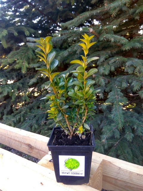Bukszpan wieczniezielony Buxus sempervirens P9
