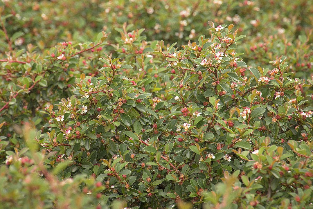 Irga płożąca Streib's Findling Cotoneaster procumbens C2