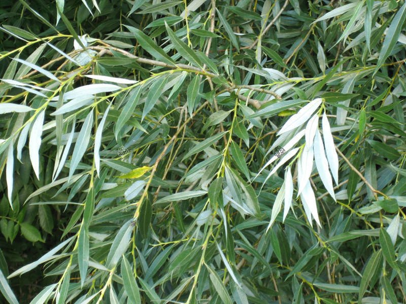 Wierzba biała Salix alba C2