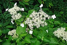 Hortensja pnąca subsp. petiolaris Hydrangea anomala C3