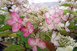 Hortensja bukietowa Pastelgreen PBR Hydrangea paniculata C5