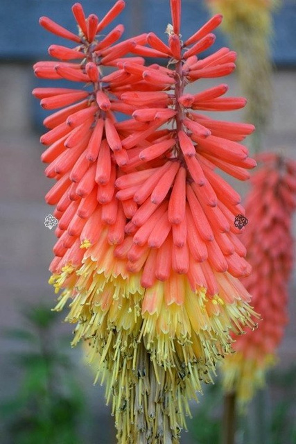 Trytoma groniasta Fire Glow Kniphofia uvaria P9