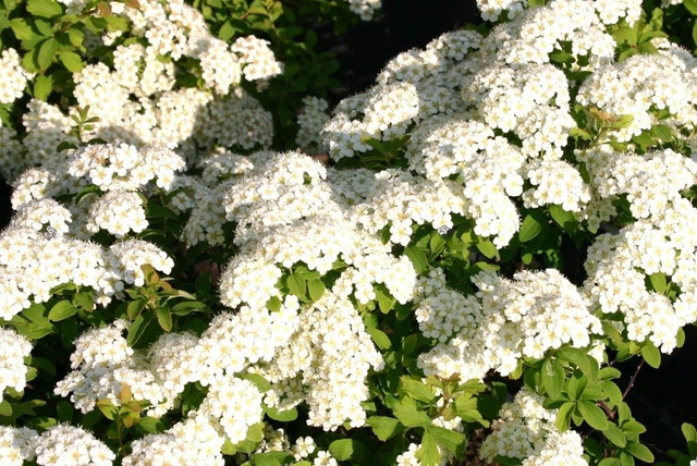 Tawuła nippońska Halward's Silver Spiraea nipponica C5