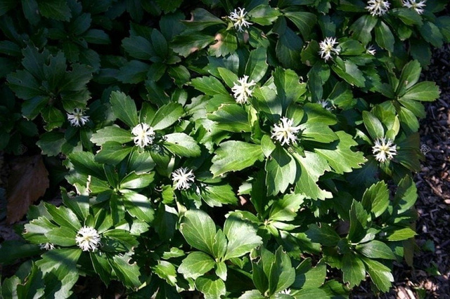 Runianka japońska Pachysandra terminalis P9