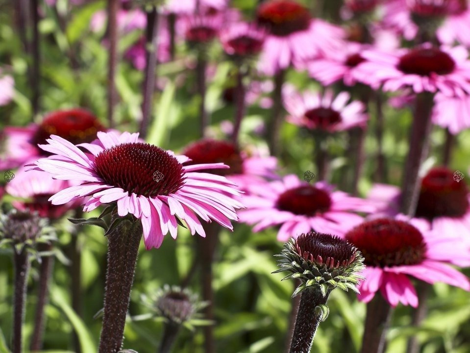 Jeżówka Black Pearl Echinacea C2