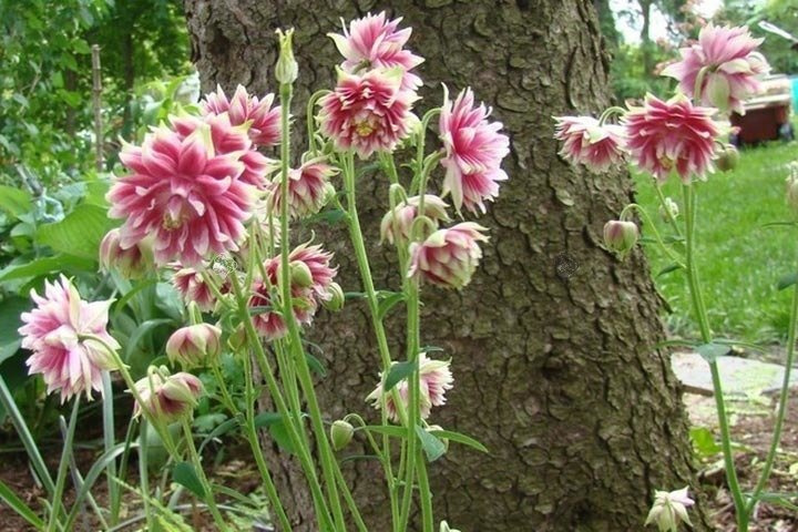 Orlik pospolity Nora Barlow Aquilegia vulgaris C2