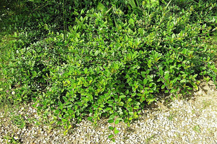 Wierzba fińska Salix finmarchica C3