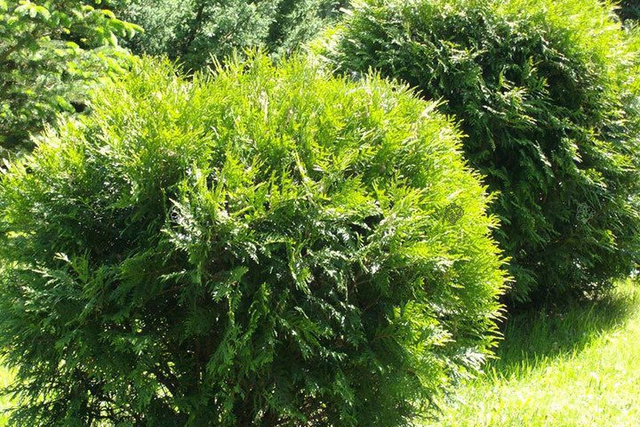 Tuja Hoseri Thuja occidentalis P9