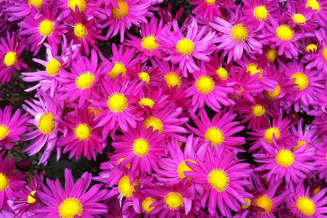 Złocieniec alpejski Chrysanthemum alpinum P9