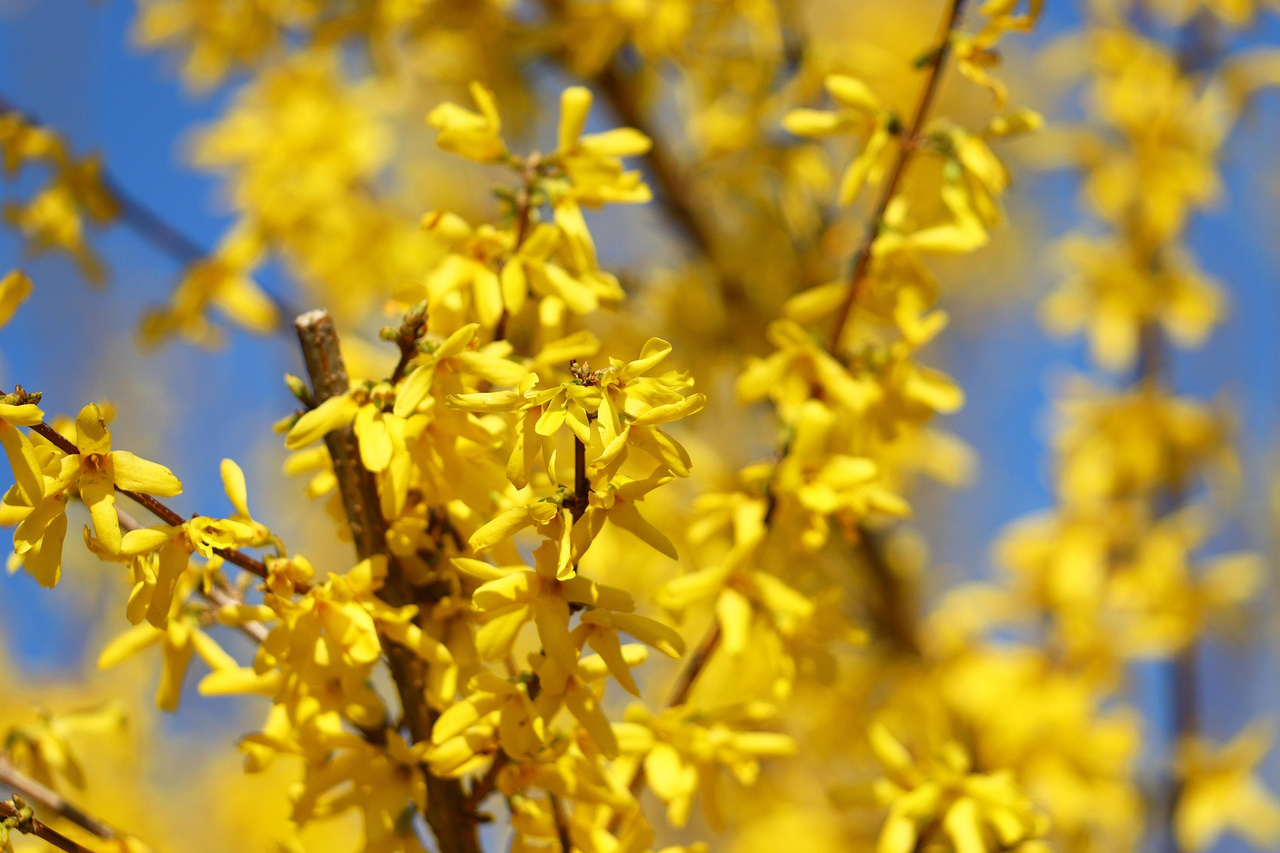 Forsycja Maluch Forsythia P9