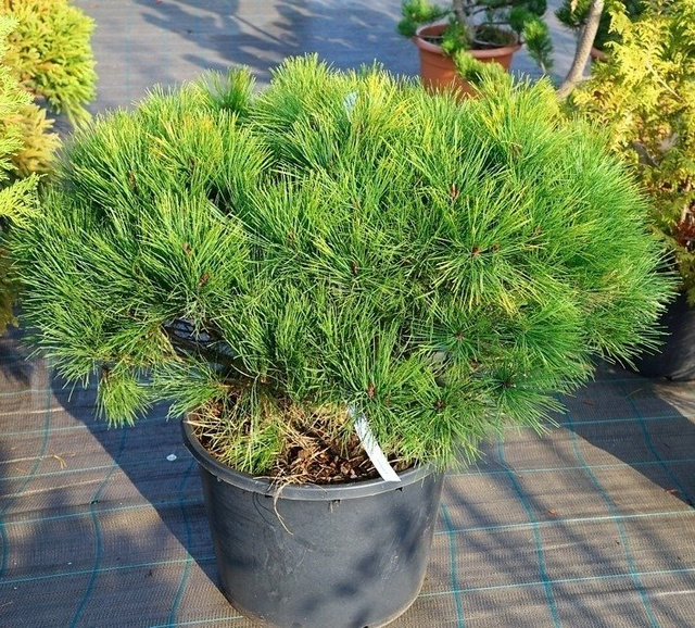 Sosna gęstokwiatowa Alice Verkade Pinus densiflora C5