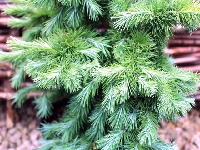 Modrzew japoński Blue Dwarf Larix kaempferi C5